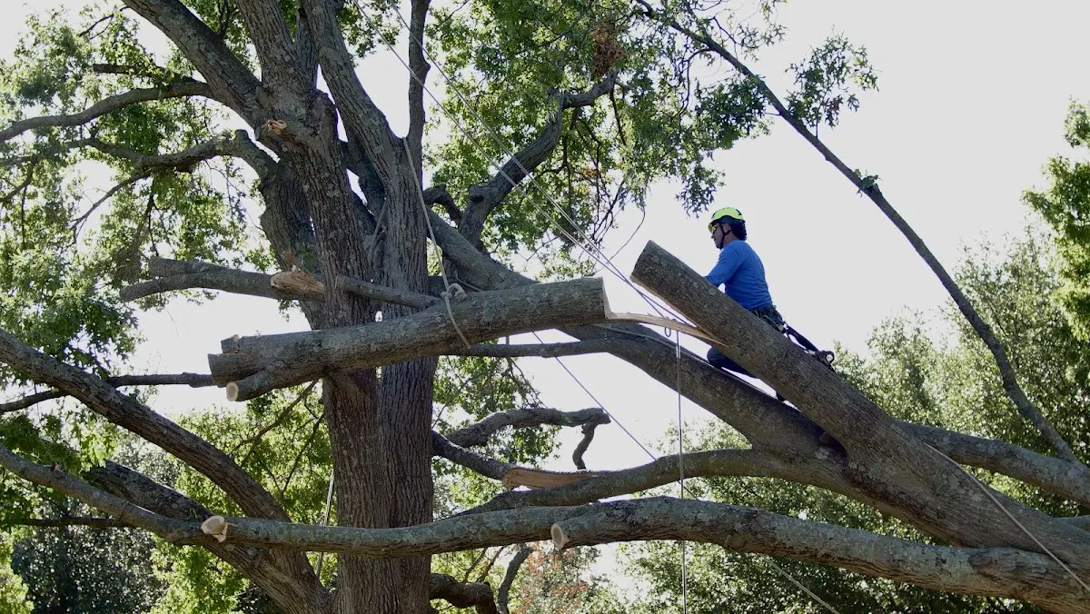 Professional Hazardous Tree Removal performed by certified arborists in Dauphin
